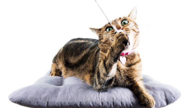 istock Crazy Bengal cat chews a toy mouse lying on a soft pillow. 889055024