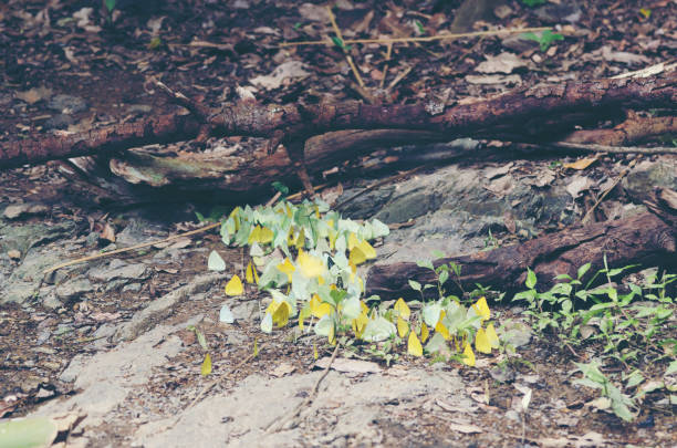 Small Yellow Flower and Butterfly