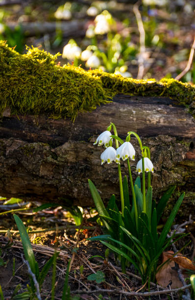 Blooming of White spring Snowflake near the fallen tree in springtimeforest. Snowflake also called Summer Snowflake or Loddon Lily or Leucojum vernum