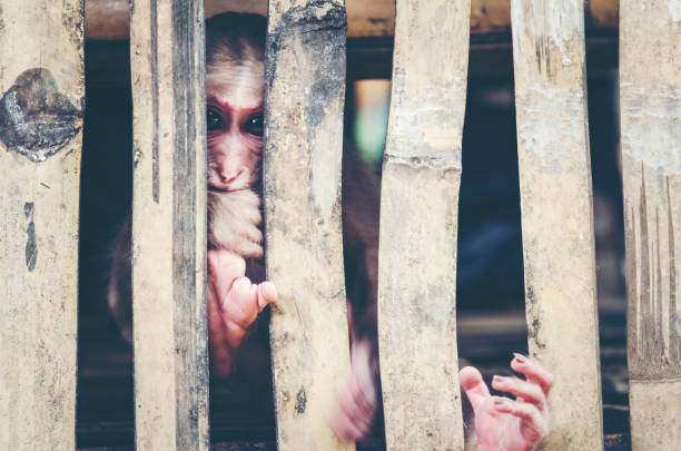 monkey in cage, vintage filter image
