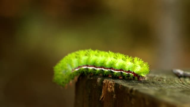 Lime green io larva crawling on a fence post