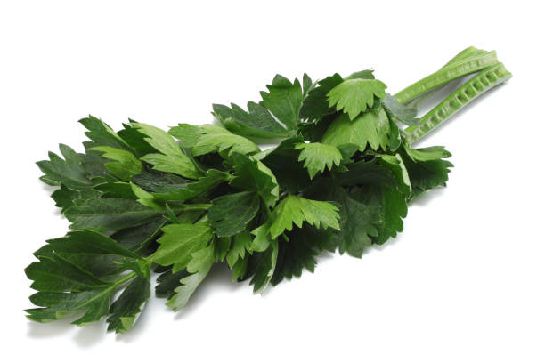 istock celery leaf isolated on white background. Celery isolated on white. Healthy food 889067962