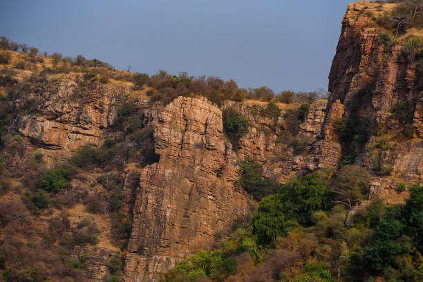 istock Landscape of Ranthambore, India. Lonely tree 889069328