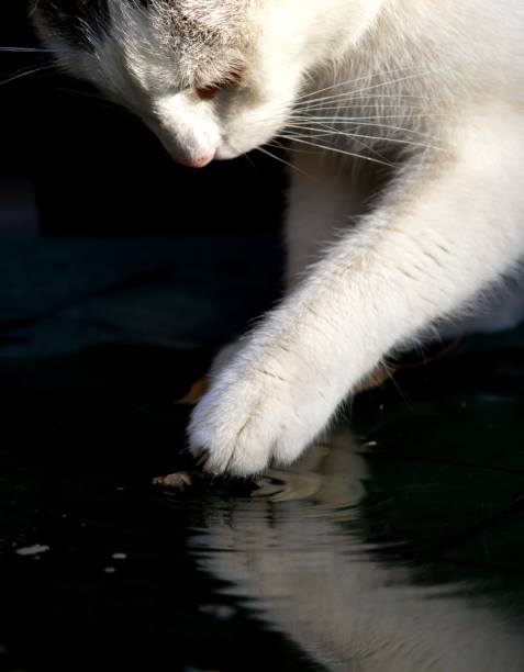 istock The cat is playing in the water 889072442