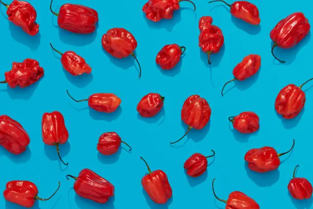 Photo of Habanero peppers on blue background, red chili flat lay