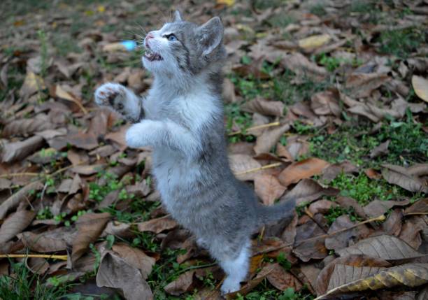 istock kitten in autumn leaves 889074726