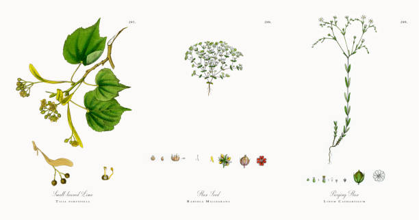 малолиная известь, тилия парвифолия, викторианская ботаническая иллюстрация, 1863 - ochoa stock illustrations