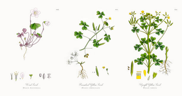 Wood Sorrel, Oxalis Acetosella, Victorian Botanical Illustration, 1863 Very Rare, Beautifully Illustrated Antique Engraved and Hand Colored Victorian Botanical Illustration of Wood Sorrel, Oxalis Acetosella, 1863 Plants. Plate 310, Published in 1863. Source: Original edition from my own archives. Copyright has expired on this artwork. Digitally restored. wood sorrel stock illustrations