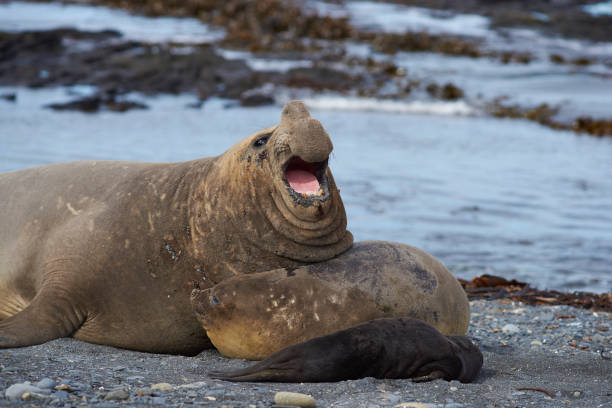 istock Breeding group of Southern Elephant Seal 889078018