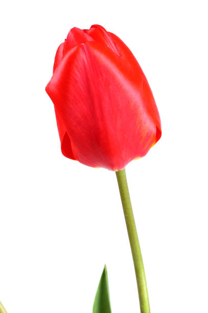 istock red tulip flower head isolated on white background 889080754