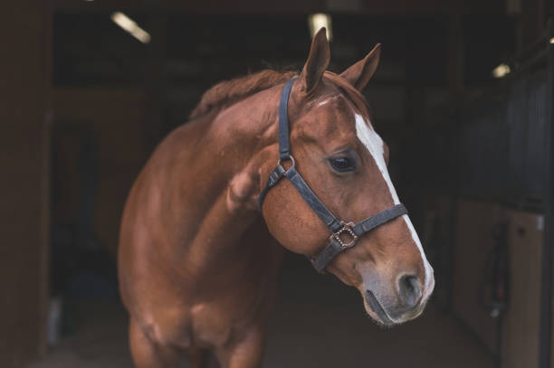Beautiful horse in the country A magnificent horse stands in the barn, patiently waiting to go out. horse stock pictures, royalty-free photos & images