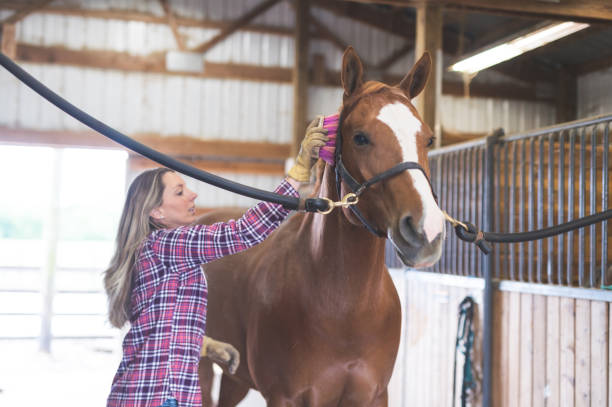 istock A Woman and Her Horse 889083148