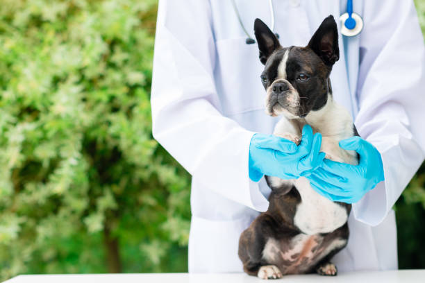 istock vet hands holding a Boston Terrier dog 889083722