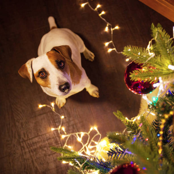 istock Dog near christmas tree 889086240