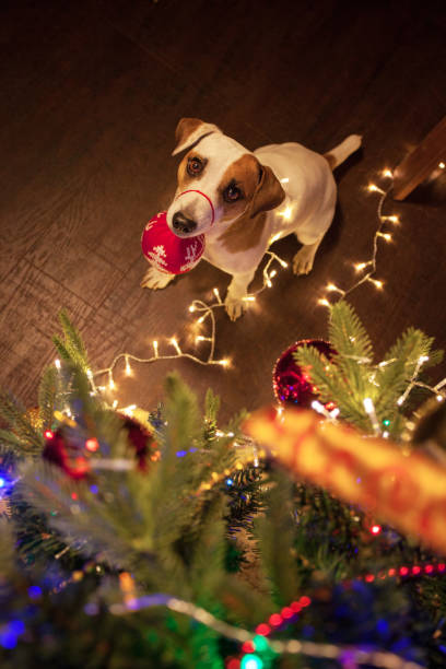 istock Dog near christmas tree 889086254