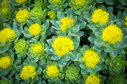 Witch's Moneybags Plant (Sedum telephium) Blooming Close-up