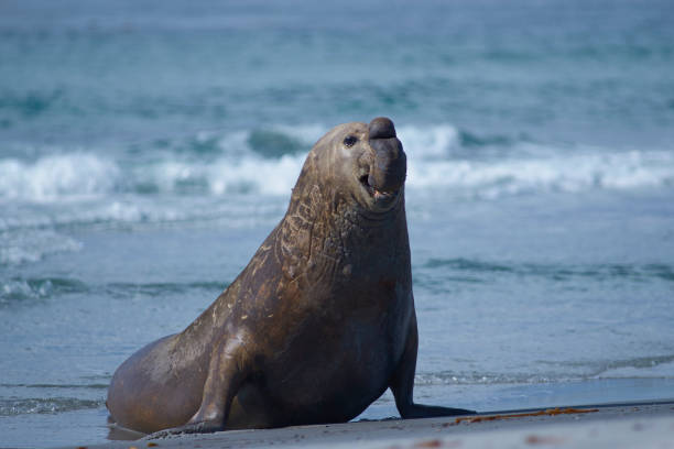 istock Male Southern Elephant Seal coming ashore 889086454