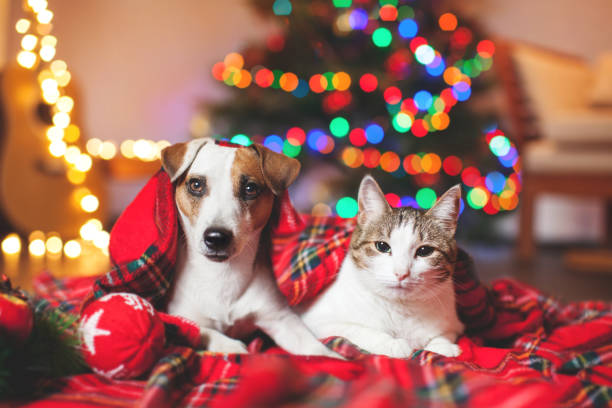 katze und hund unter einen weihnachtsbaum - haustier stock-fotos und bilder