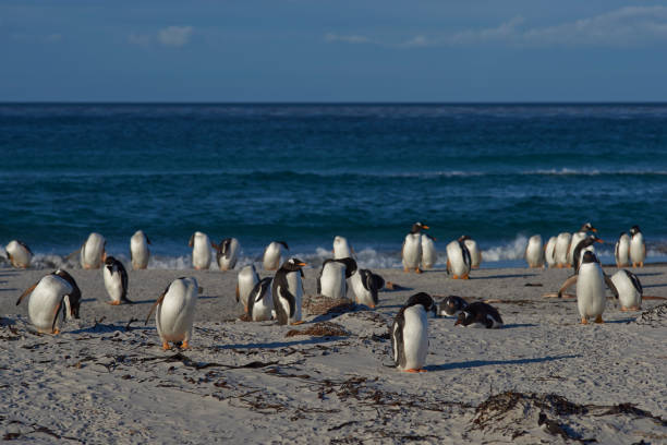 바다 사자 섬에 젠투 펭귄 - bird black penguin gentoo penguin 뉴스 사진 이미지