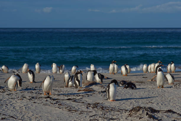 gentoo penguins on sea lion island - bird black penguin gentoo penguin imagens e fotografias de stock