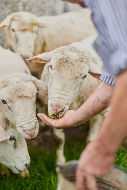 Here's some for you Shot of a unrecognisable farmer feeding a herd of sheep with his hand outside on a farm sheep flock stock pictures, royalty-free photos & images