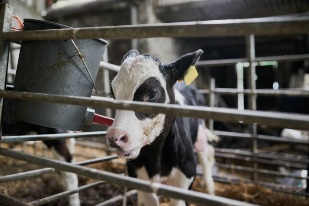 Can you tell me where my mom is? Shot of a young dairy cow calf gently walking around in a livestock pen while eating grass on a farm cattle pen stock pictures, royalty-free photos & images