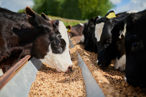 Shot of a herd of hungry dairy cows eating feed together outside on a farm