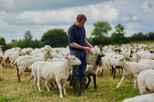 Shot of a cheerful young farmer walking with a herd of sheep and feeding them while holding a bucket