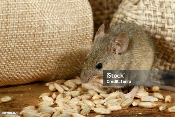 Closeup The Mouse Eats The Grain Near The Burlap Bags On The Floor Of The Pantry Stock Photo - Download Image Now