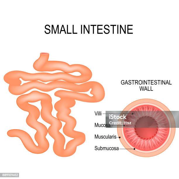 Small Intestine General View And Crosssection Stock Illustration - Download Image Now - Colon, Intestine, Villus