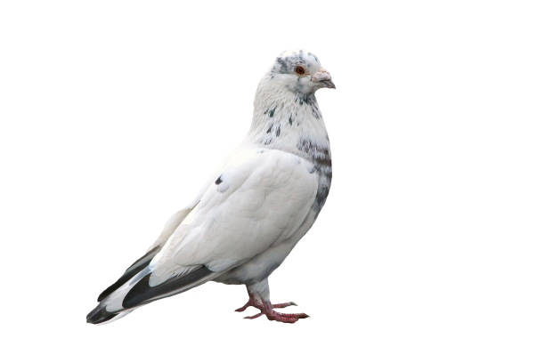 istock Noble white dove isolated on background close 889121800