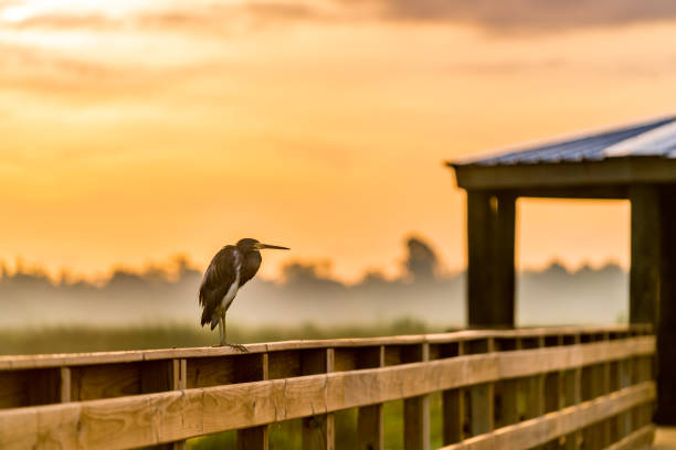 Blue heron sits on handrail of the boardwalk A heron sits along the handrail of a boardwalk - set agains a warm sky and a foggy marsh in the wetlands beaumont tx stock pictures, royalty-free photos & images