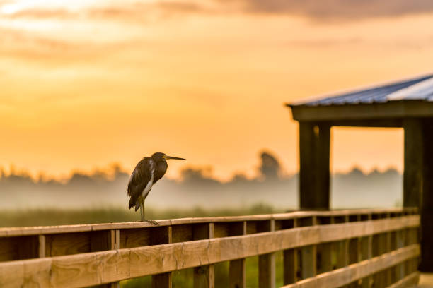 Blue heron senta-se no corrimão do calçadão - foto de acervo