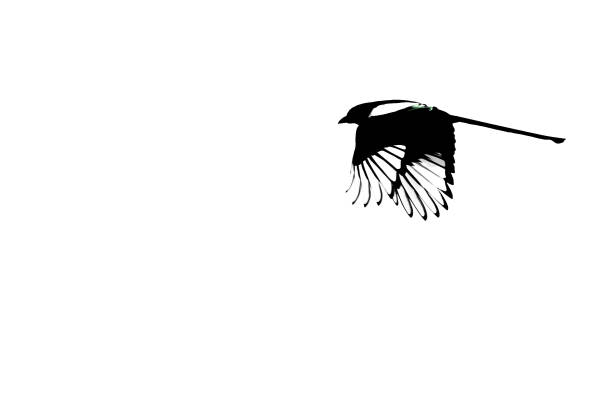 magpie in black and white