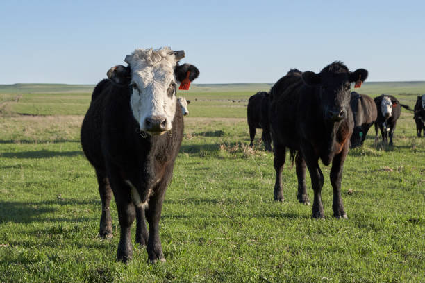 Two curious cows in a green pasture stock photo