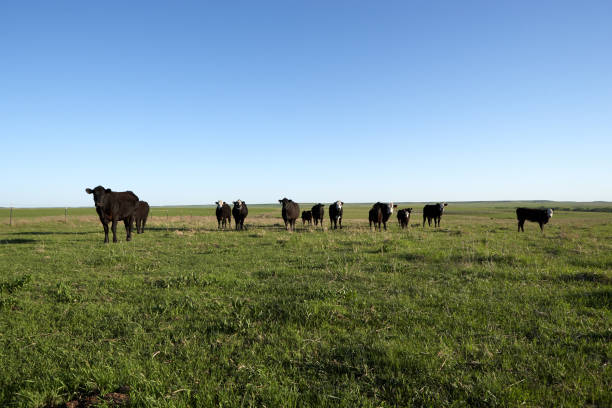istock Herd of black cows grazing in a grassy pasture 889130306