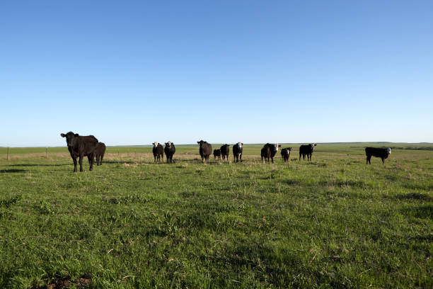 Herd of black cows grazing in a grassy pasture stock photo