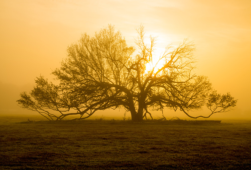 An enormous oak tree sprawling out across a pasture. Sun behind the tree making silhouette.