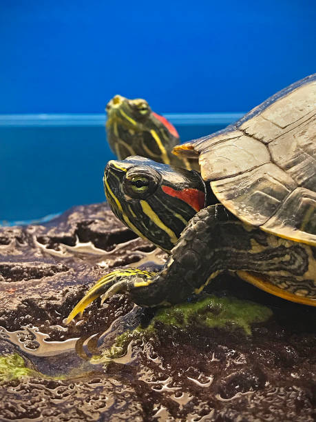 istock close up of red-eared slider turtle, Trachemys scripta elegans 889133432