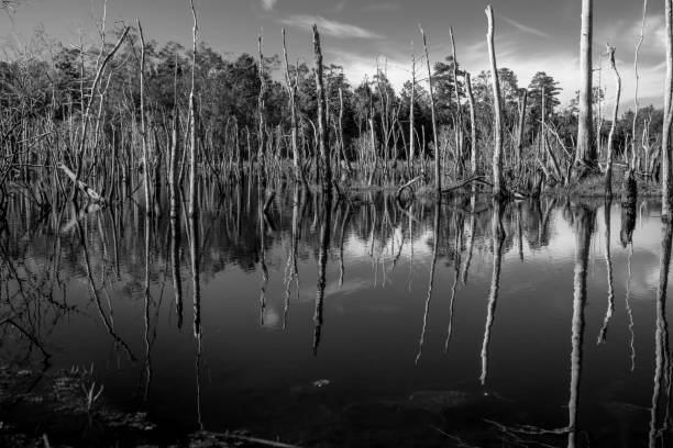 Árvores centenárias, refletidas no pântano - foto de acervo