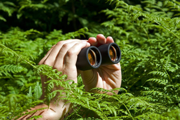 istock Binoculars in hand from the bushes 889136614
