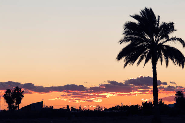Sunset in Elche with palm trees in the foreground. Horizontal shot