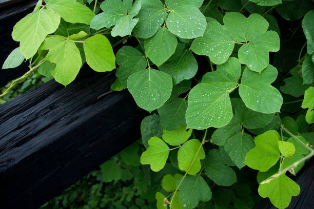 kudzu - kudzu fotografías e imágenes de stock