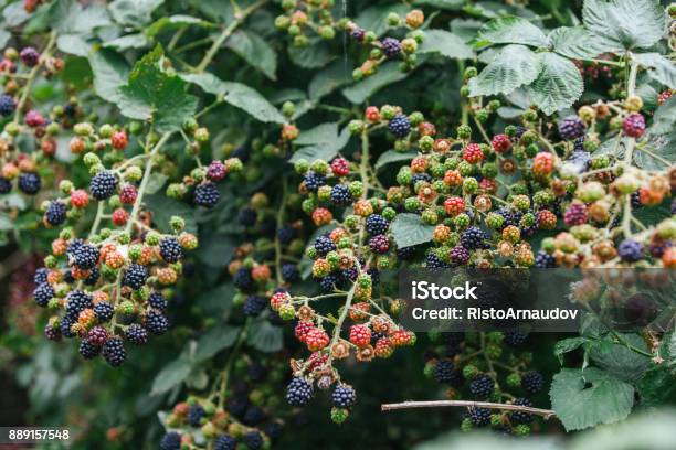 Blackberry Bunch Stock Photo - Download Image Now - Berry, Berry Fruit, Black Color