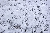 Bird traces in the snow