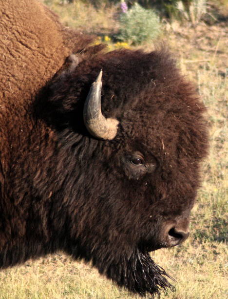 istock Bison in Yellowstone park, detail. 889173744