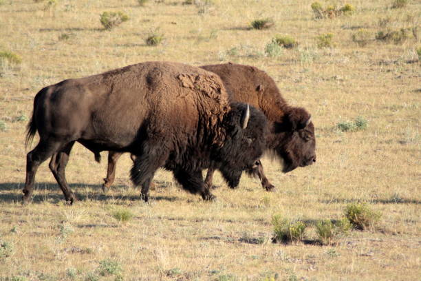 istock Bisons, custer state park, south dakota 889173812