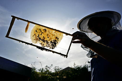 Silhouette of beekeeper against sun. Man holding a honey comb in wooden frame. Beekeeping concept.