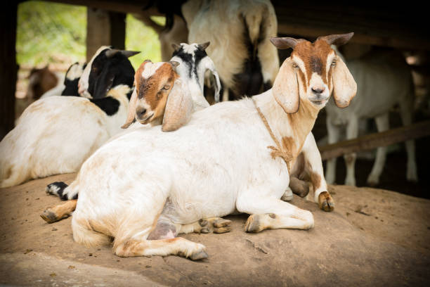 istock cute of goat resting on the rock 889176762