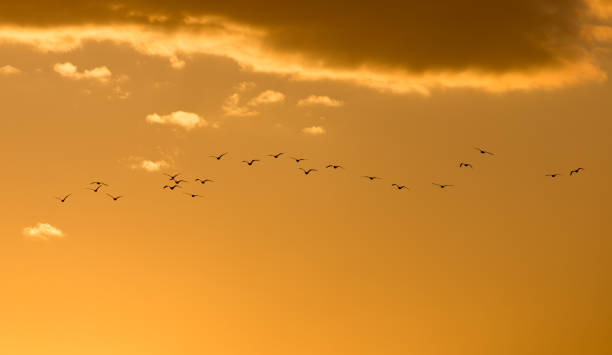 istock a flock of birds at dawn, the sun 889176828